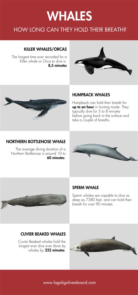 how long can orcas hold their breath